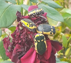 Pachnodella impressa