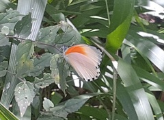 Mylothris rueppellii