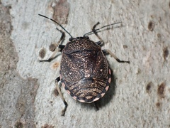 Platycoris rugosus