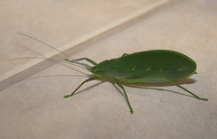 Chloracantha hilleri