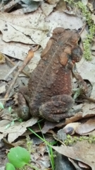 Anaxyrus americanus charlesmithi