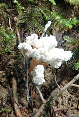 Cordyceps sinclairii