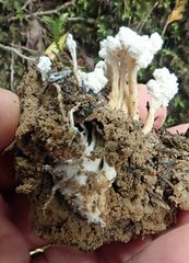 Cordyceps sinclairii