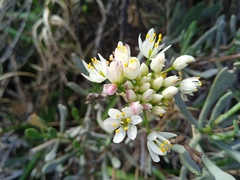 Allium subvillosum