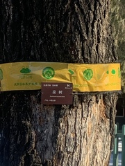 Koelreuteria paniculata