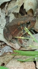Anaxyrus americanus charlesmithi