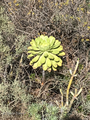 Aeonium urbicum image