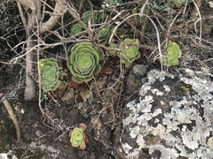 Aeonium canariense subsp. canariense image