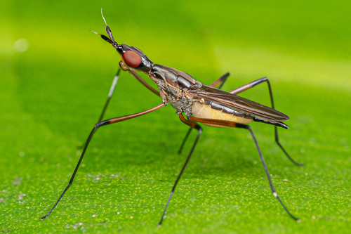 Roamn Insect Photo 179361809, (c) Roman Prokhorov, some rights reserved (CC BY-NC ...
