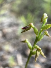 Genoplesium apostasioides