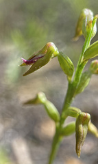 Genoplesium apostasioides