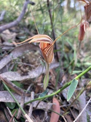 Pterostylis coccina