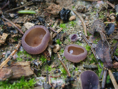 Daleomyces