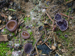 Daleomyces