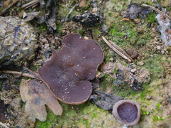 Daleomyces