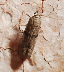 Cadra reniformis