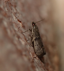 Cadra reniformis