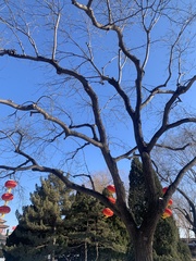 Styphnolobium japonicum