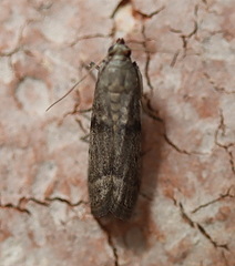 Cadra reniformis