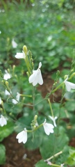Rhinacanthus xerophilus