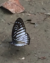 Graphium ramaceus pendleburyi
