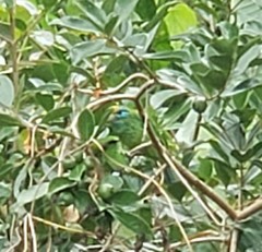 Psilopogon flavifrons