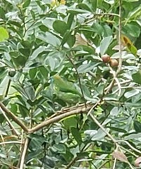 Psilopogon flavifrons