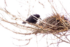Corvus frugilegus