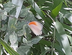 Mylothris rueppellii