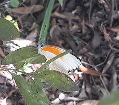 Mylothris rueppellii