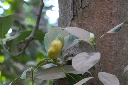 Jackfruit