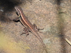 Sceloporus variabilis