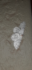 Ascotis reciprocaria