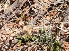 Sceloporus variabilis