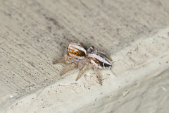 Evarcha infrastriata