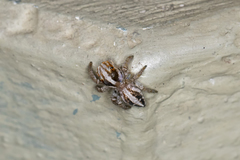 Evarcha infrastriata