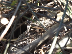 Sceloporus variabilis