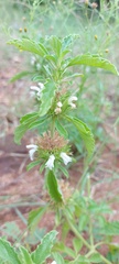 Leucas sexdentata