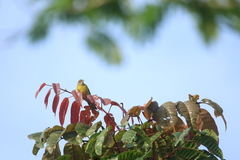 Calyptocichla serinus