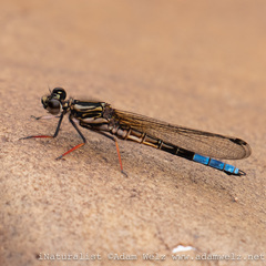 Platycypha fitzsimonsi