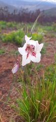 Gladiolus roseovenosus