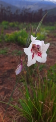Gladiolus roseovenosus
