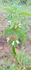 Leucas sexdentata