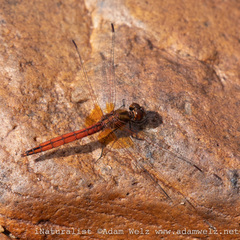 Trithemis pluvialis