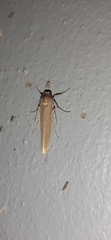 Sozusa scutellata