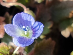 Veronica persica