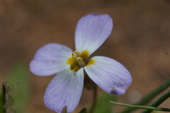 Maresia pulchella