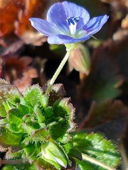 Veronica persica