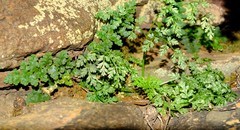Conium sphaerocarpum