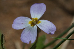 Maresia pulchella